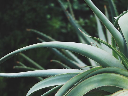 Multitalent Aloe Vera