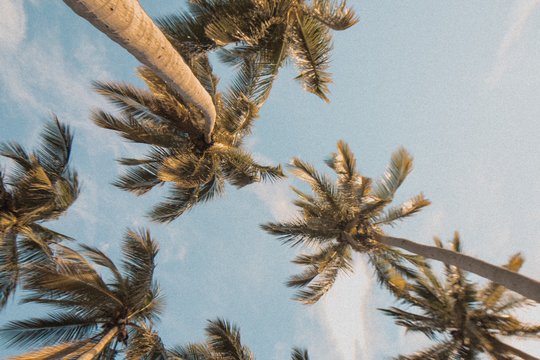 Palmöl