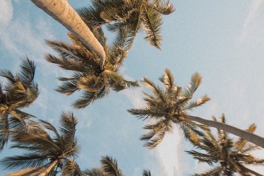 Palmöl