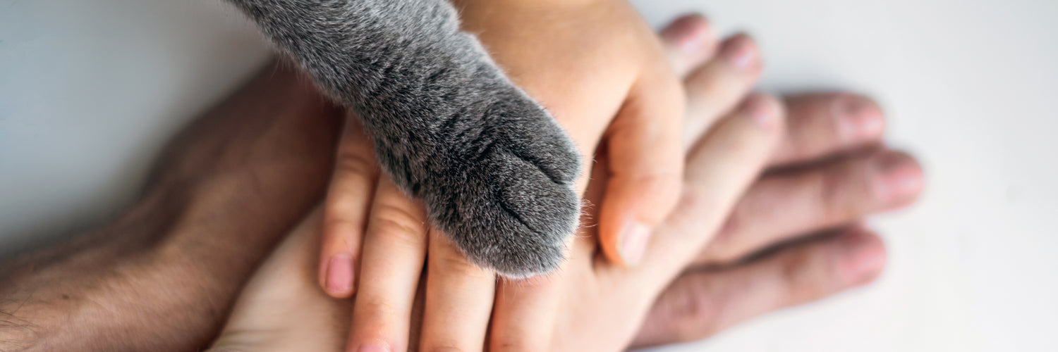 vegane Hautpflege, tierversuchsfreie Kosmetik, cruelty free, Clean Beauty, Luxus Naturkosmetik, natürlihe Huatpflege, vergane Gesichtspflege, Creme, Gesichtscreme, Gesichtsöl